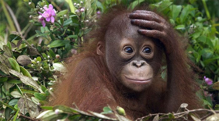 borneo-orangutang-malaysia_4-2