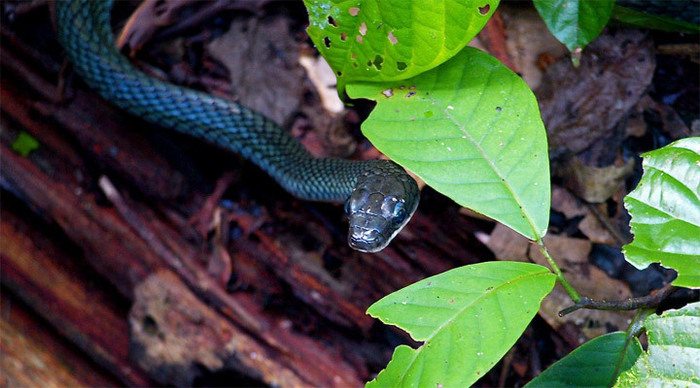 borneo-snake-malaysia_4