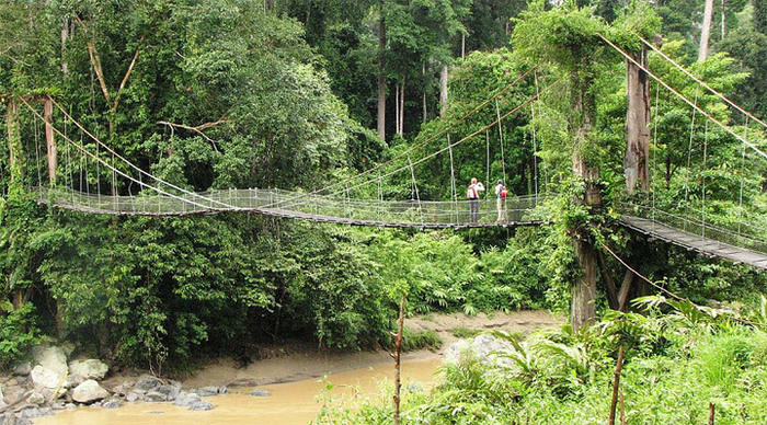 borneo-treetop-walk-malaysi_4-2