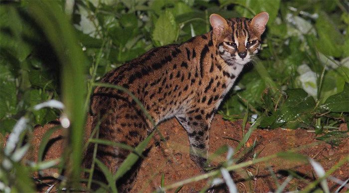 borneo-wildcat-malaysia_4