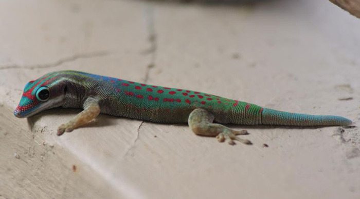 bougainville-mauritius-lizard_4-1