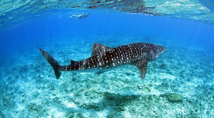 boutique-beach-whale-shark-maldives_4