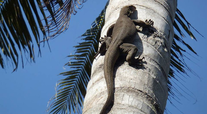 bubu-perhentian-lizards_4