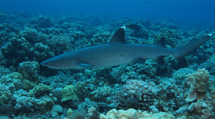 bunaken-whitetip-indonesia_4-2