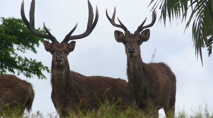 casa-florida-deer-mauritius_4-2