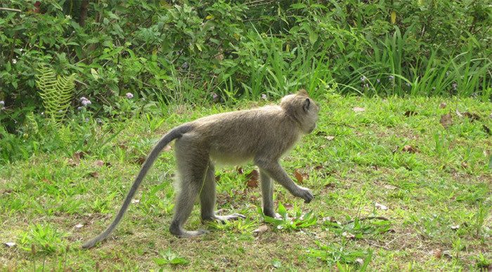 casa-florida-monkey-mauriti_4-1