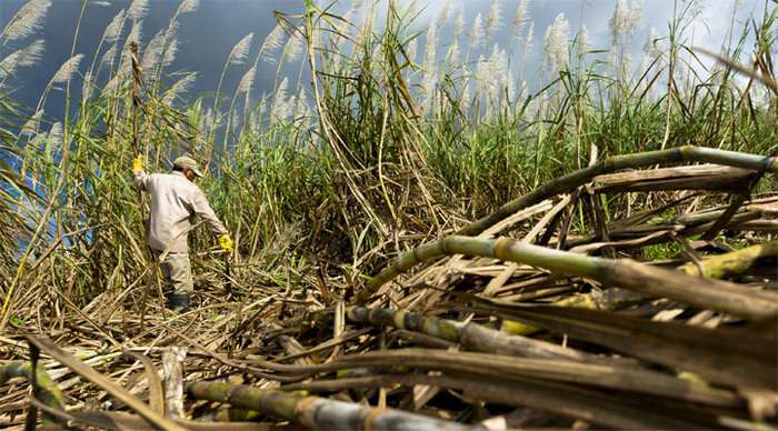 casa-florida-sugarcane-maur_4