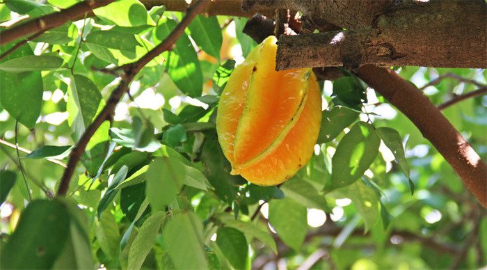 casadani-mahe-fruits-seyche_4-1