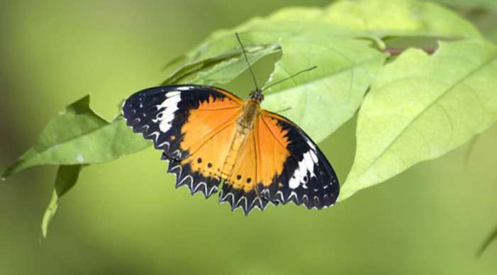 centara-butterfly_4