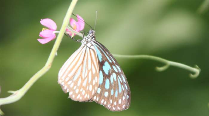 centara-koh-samui-butterfli_4