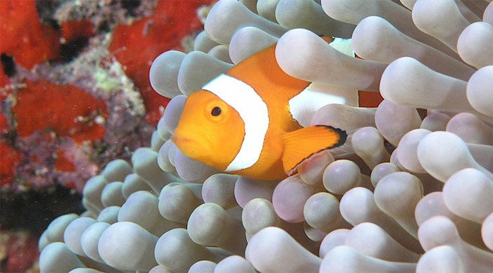 cerf-anemone-fish-seychelle_4-1