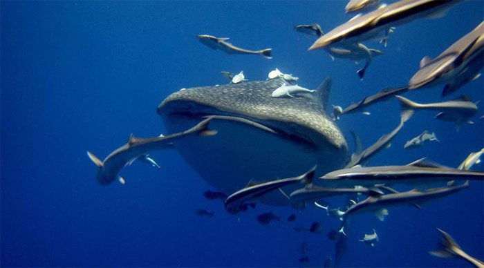 cerf-whaleshark-dive-seyche_4-1