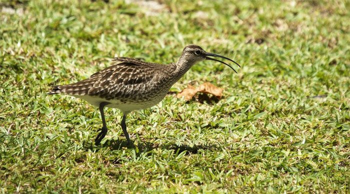 chalet-d-anse-forbans-birds_4