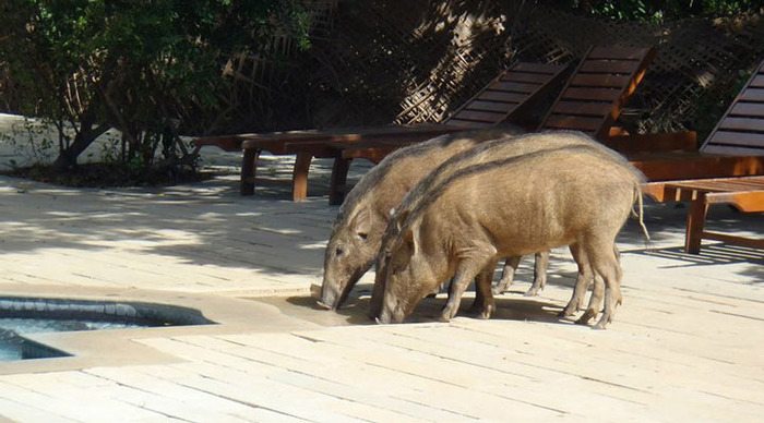 cinnamon-wild-pigs_4