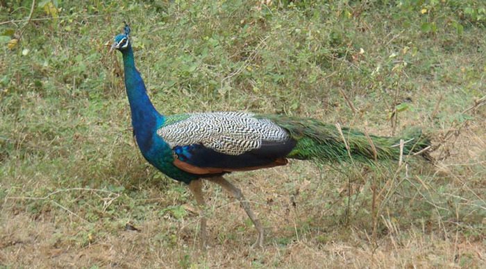 cinnamon-wild-yala-bird_4-2