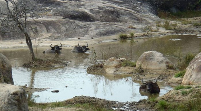 cinnamon-wild-yala-buffalo-sri-lanka_4-3