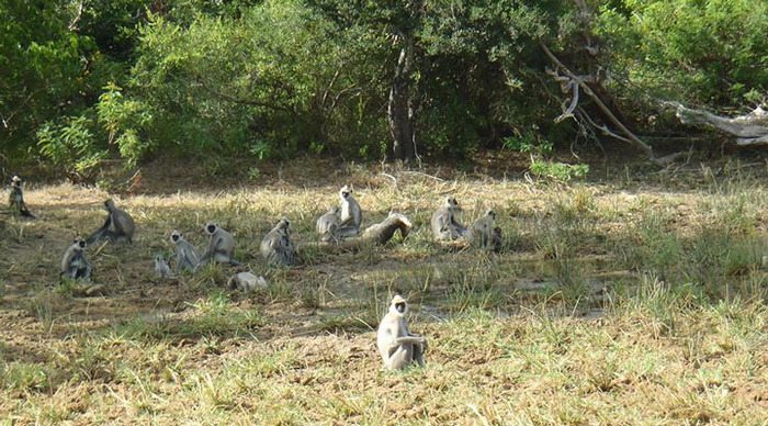 cinnamon-wild-yala-monkeys_4-1