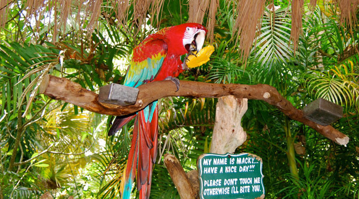 coco-grove-parrot_4