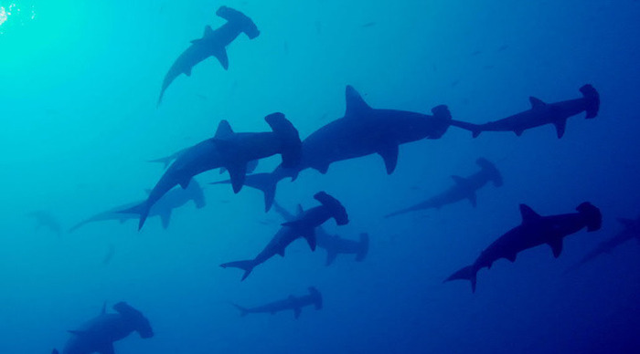 coco-island-costa-rica-hammerheads_4