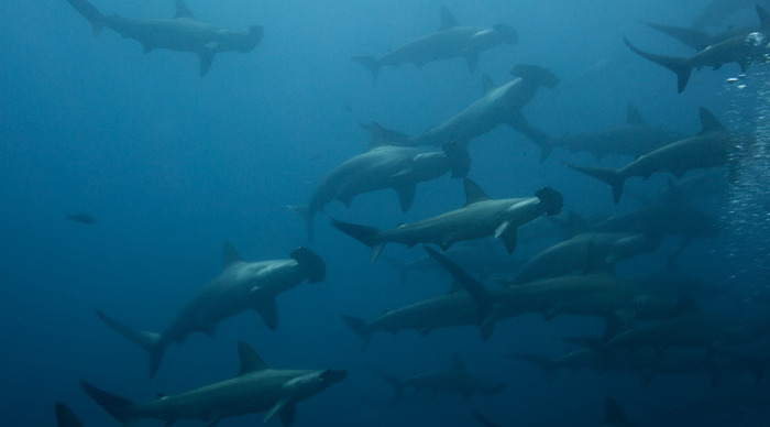 coco-island-costa-rica-sharks_4