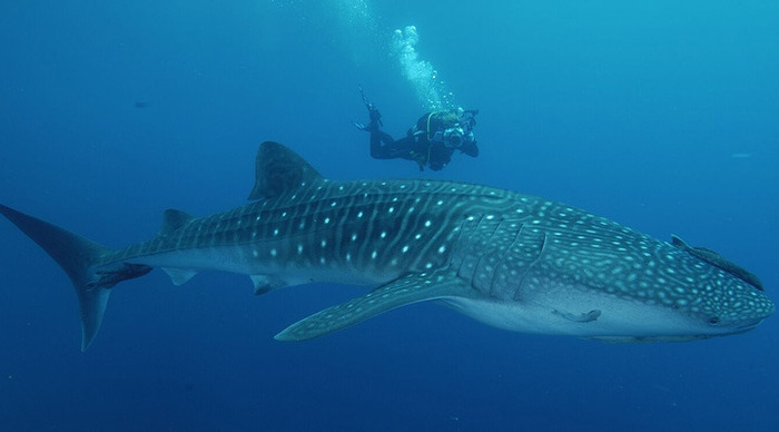 coco-island-costa-rica-whaleshark_4