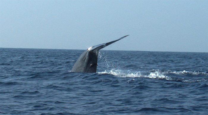 cocobay-blue-whale-sri-lank_4-2