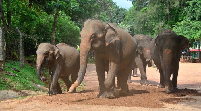 cocobay-elephant-sri-lanka_4-1