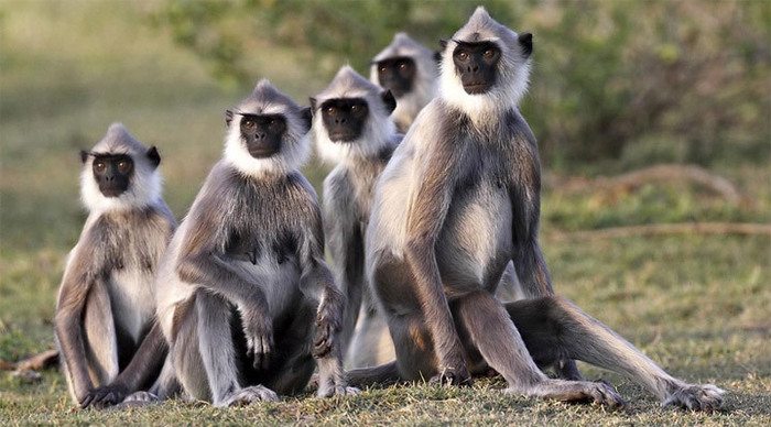 cocobay-monkeys-sri-lanka_4