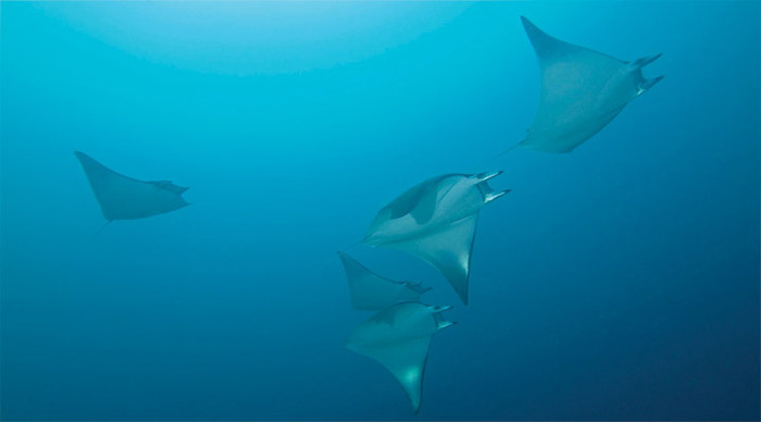 cocotinos-manta-lombok-indo_4-2