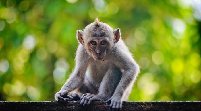 cocotinos-monkey-lombok-ind_4-1