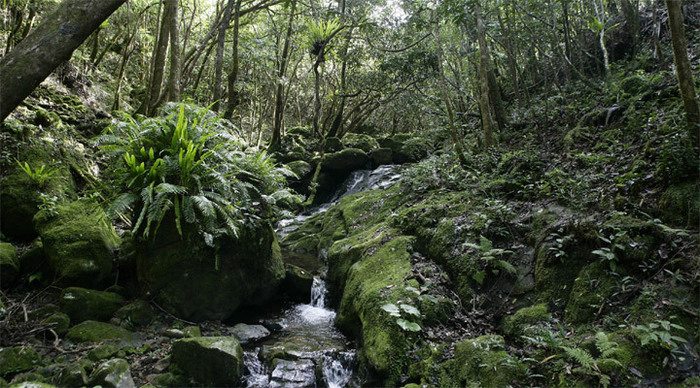 coin-de-mire-forest-mauriti_4