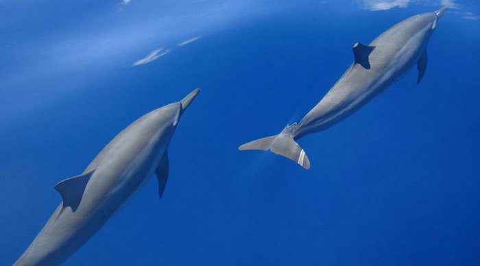 conrad-rangali-dolphin-maldives-maldiverna_4