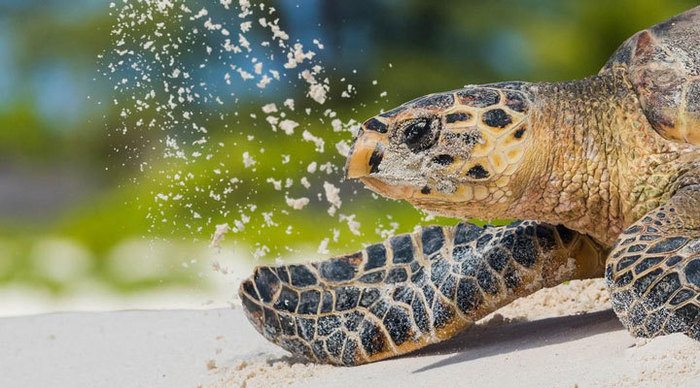 coral-strand-turtle-seychelles-seychellerna_4-10