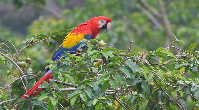 costa-rica-birds-004_4