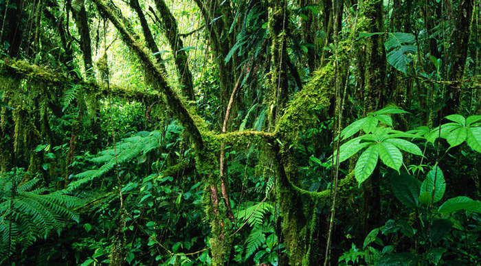 costa-rica-monteverde-cloud-forest_4