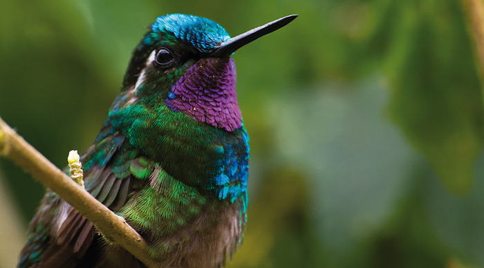 costa-rica-monteverde-humming-bird_4