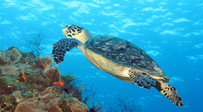 cozumel-turtle_4