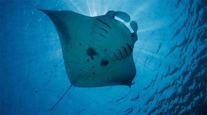 cruise-maldives-manta-ray_4