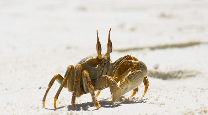 crystal-sands-crab-maldives-maldiverna_4