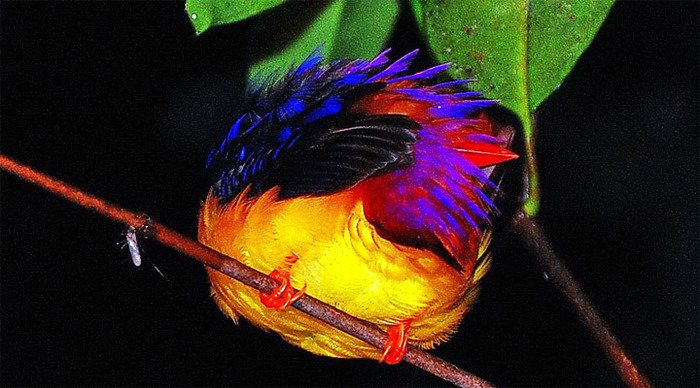 danum-valley-bird-borneo-ma_4-1