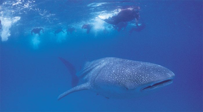 denis-whale-shark-snorkling_4-3