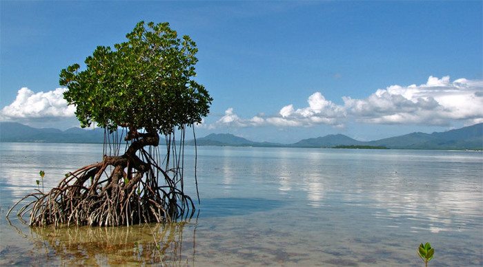 dos-palmas-mangrove-puerto-_4