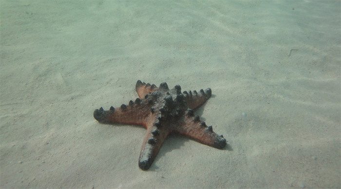 dos-palmas-seastar-01_4-1