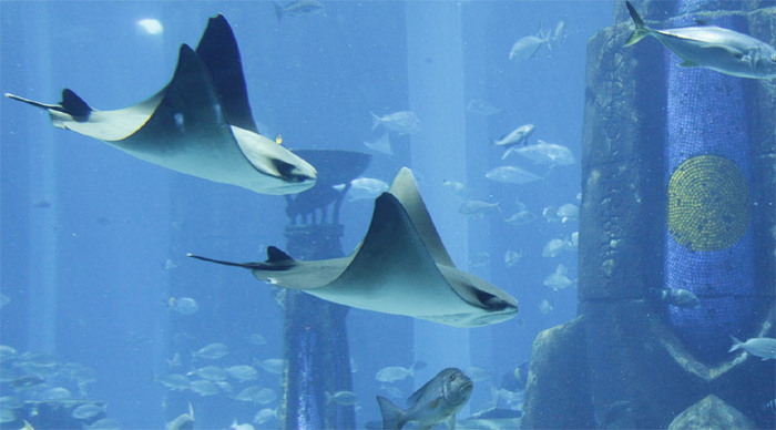 dubai-burj-ray-aquarium_4