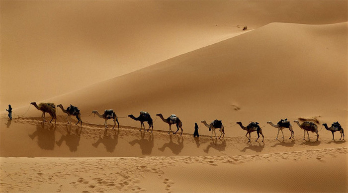 dubai-camels-desert_4-10