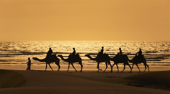 dubai-camels-sunset_4-10