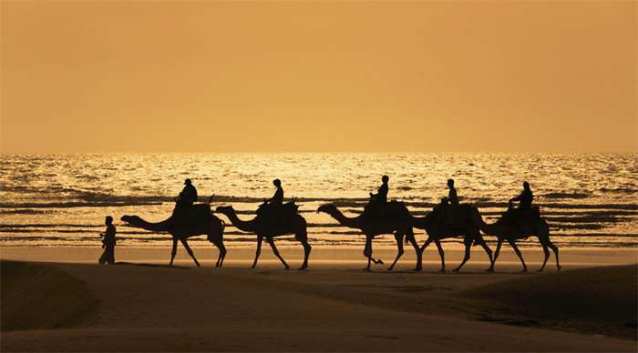 dubai-camels-sunset_4-24