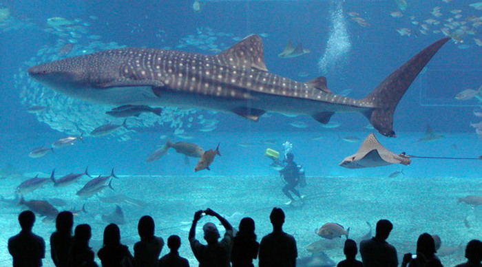 dubai-whaleshark-tank_4-3