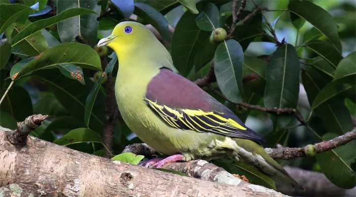 eden-resort-sri-lanka-bird-_4-1