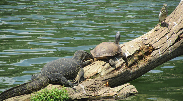 eden-resort-sri-lanka-varan_4